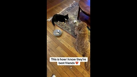 Dog and Cat Caught Working Together | Funny Pets & Animal Friendship