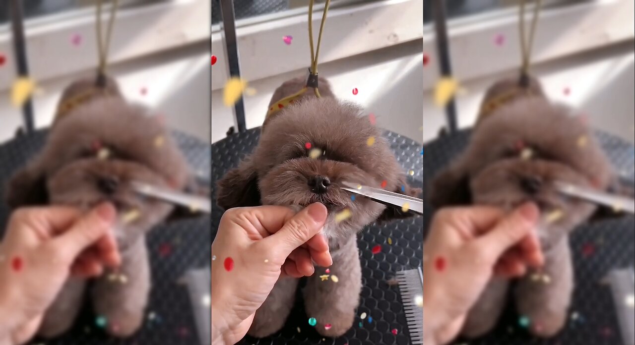 Adorable Grooming Session: Watch This Fluffy Pup Get a Makeover!