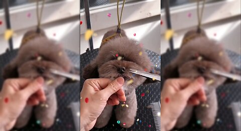 Adorable Grooming Session: Watch This Fluffy Pup Get a Makeover!