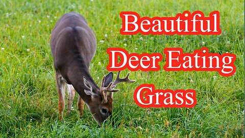 Very Cute Deer Eating Grass | Beautiful Deer With Relaxing Sound #deer #naturelovers #wildlife