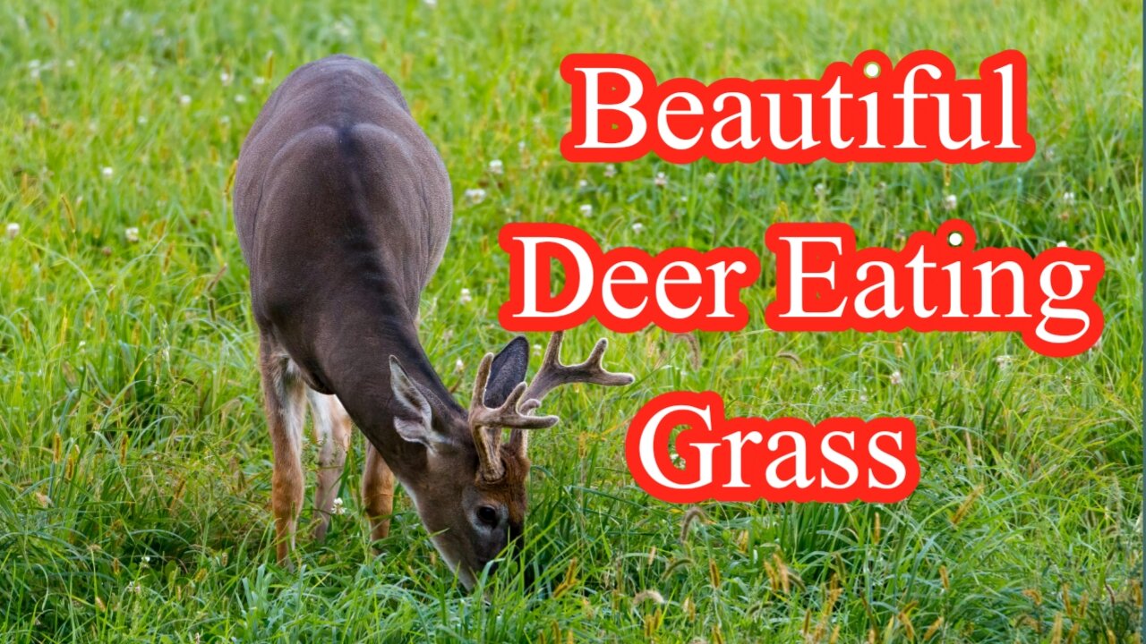 Very Cute Deer Eating Grass | Beautiful Deer With Relaxing Sound #deer #naturelovers #wildlife