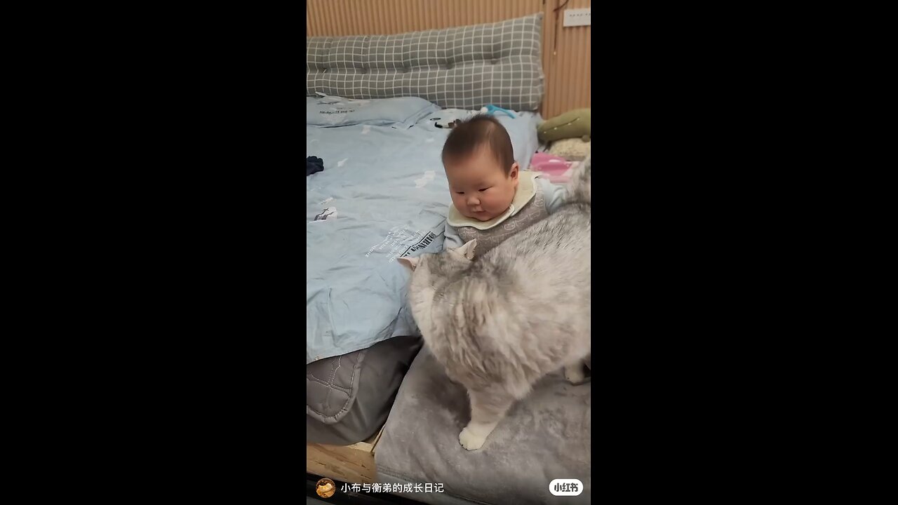 Funny Cat n humans