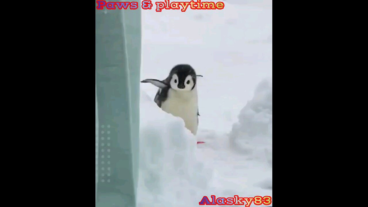 CUTE AND FUNNY BABY PENGUIN