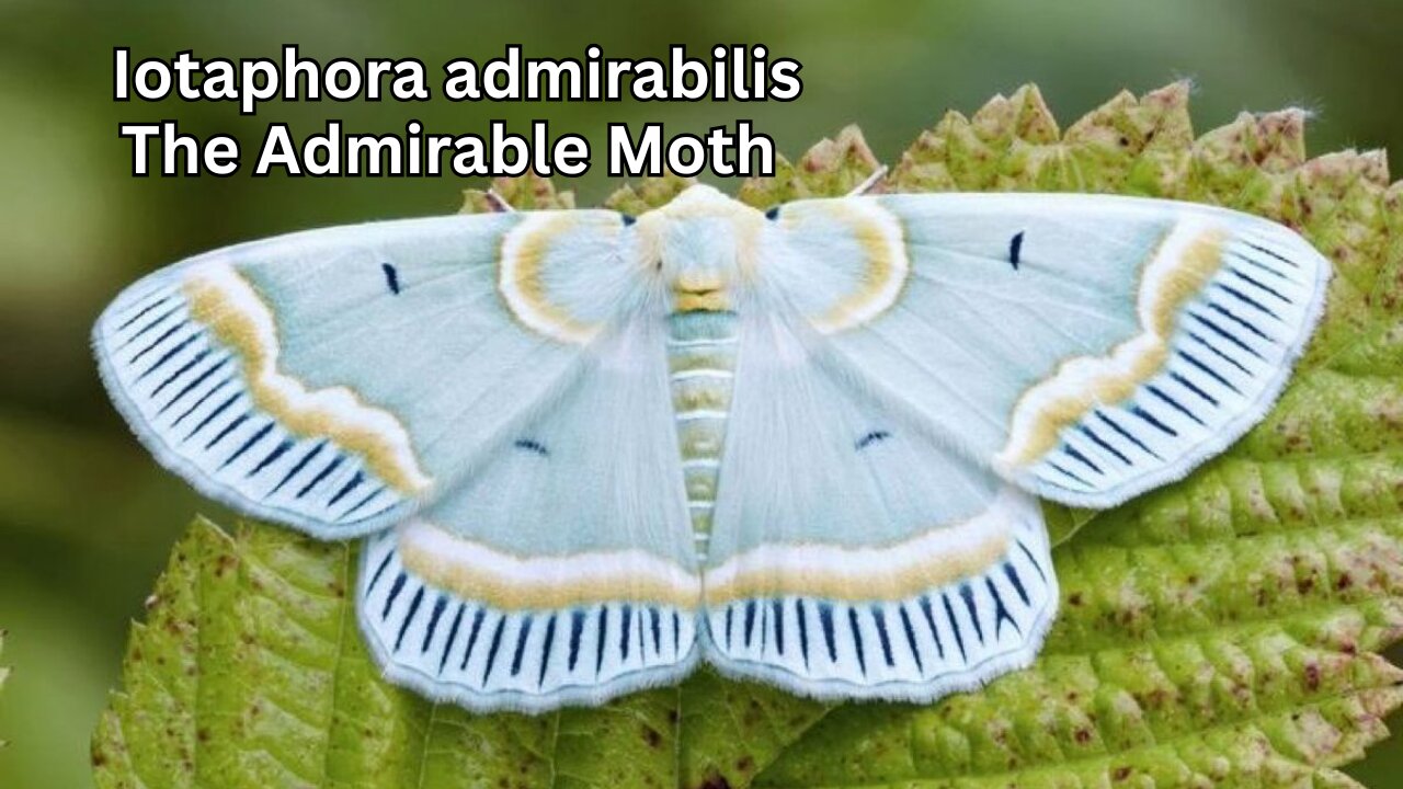 Iotaphora admirabilis The Admirable Moth in a Shimmer of Violet