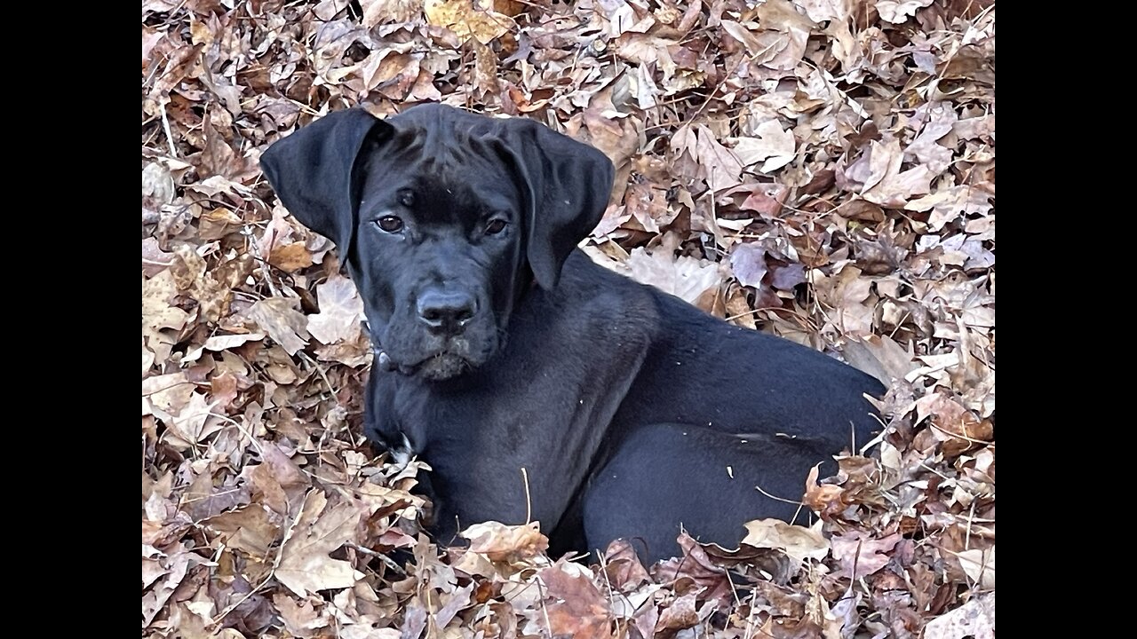 New Year with the New Puppies