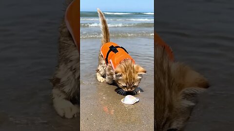 Golden Cats at theShore