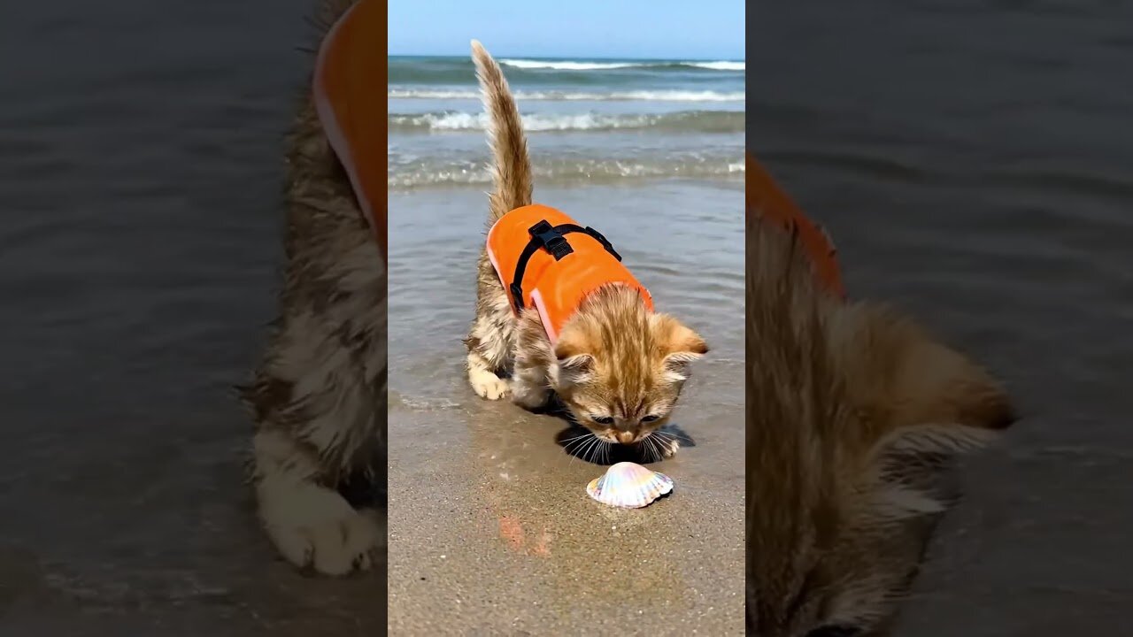 Golden Cats at theShore