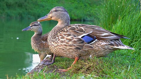 Last Time with 4 Ducklings Before They Became The 3 Ducklings
