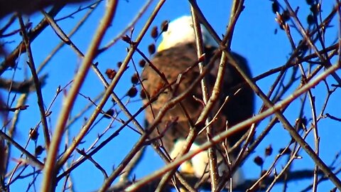 Bald Eagle