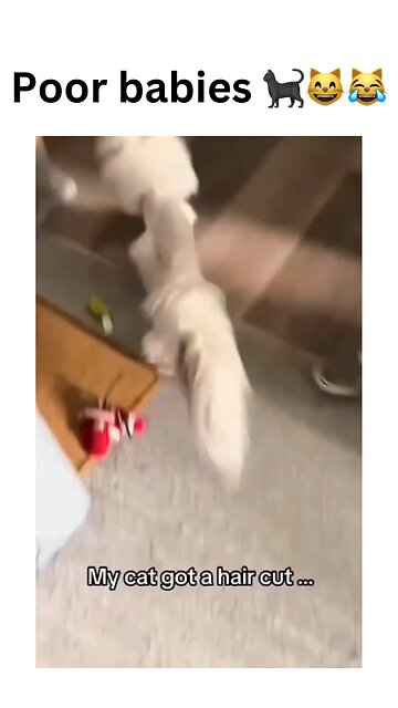 When the vet gives your cat an unexpected makeover! 🐾😹