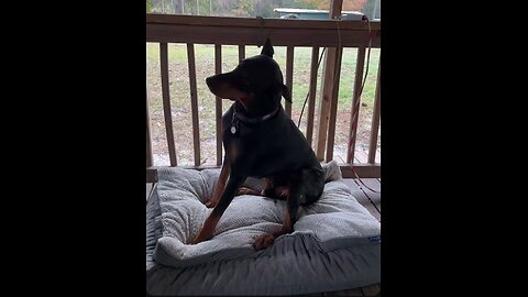 Doberman Tries to Cheat the Treat Trick… Vader Gets Caught In The Act 🤣🐾