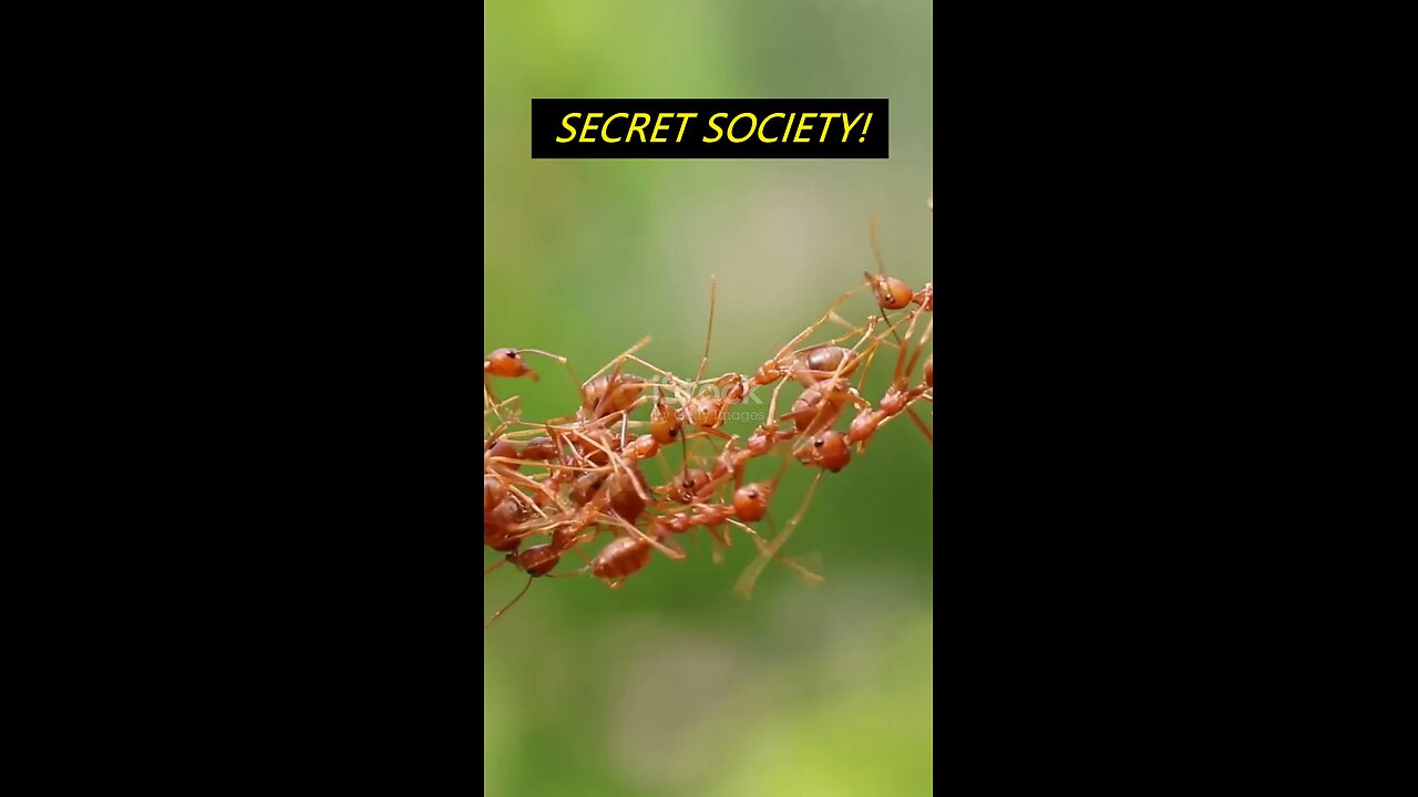 Ants Have a Secret Society… And It’s Mind-Blowing! 🐜😲