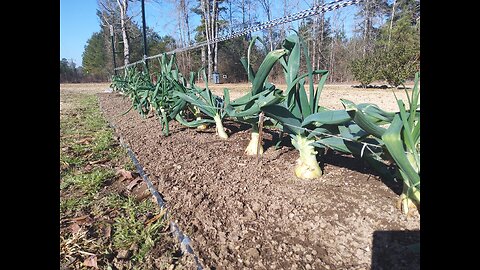 Winter Onions Update 2/5/26