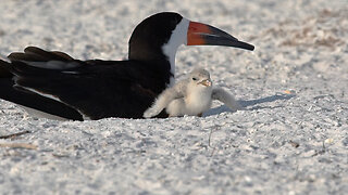 Adorable Black Skimmer Baby