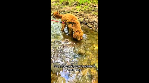 Puppy’s First Water Adventure | Mini Goldendoodle