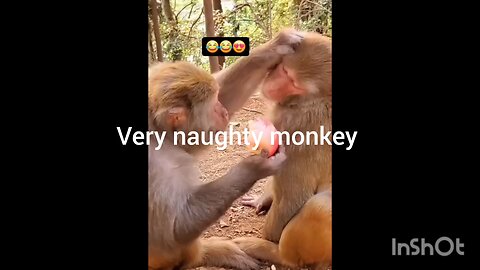 Naughty monkey