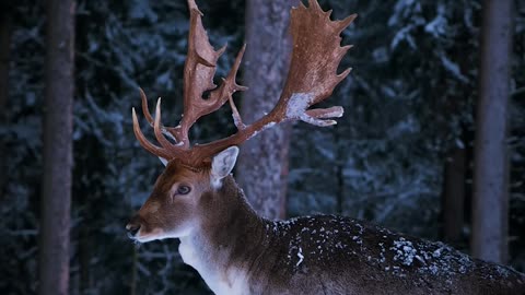 Majestic fallow deer in the wild 🦌 ❄️ #Shorts #Animals #Wildlife