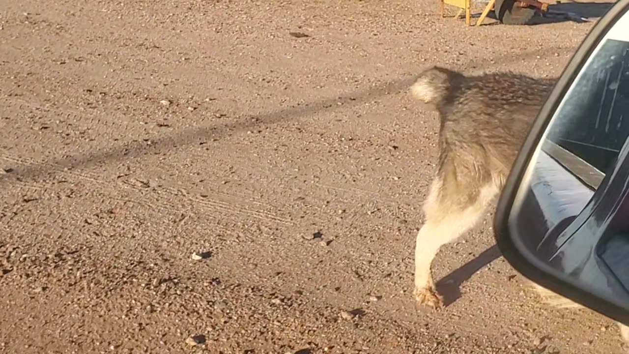 100225 RANCH TIME HUSKY BOSS