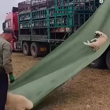 A sheep slide.hd