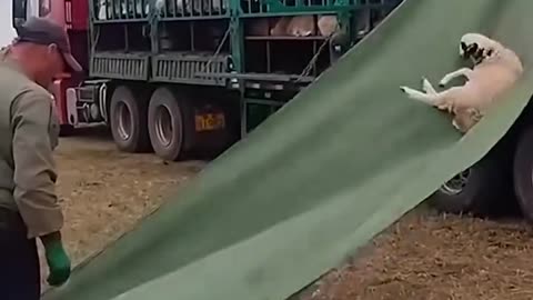 A sheep slide.hd