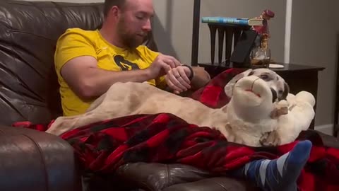 Our Great Dane's Still Working on Boundaries