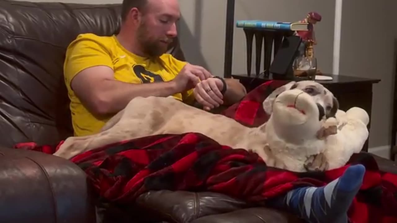 Our Great Dane's Still Working on Boundaries