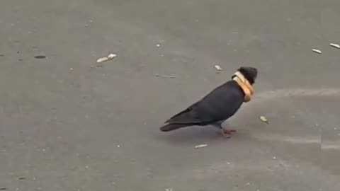 This bird puts its food on its head like a necklace.