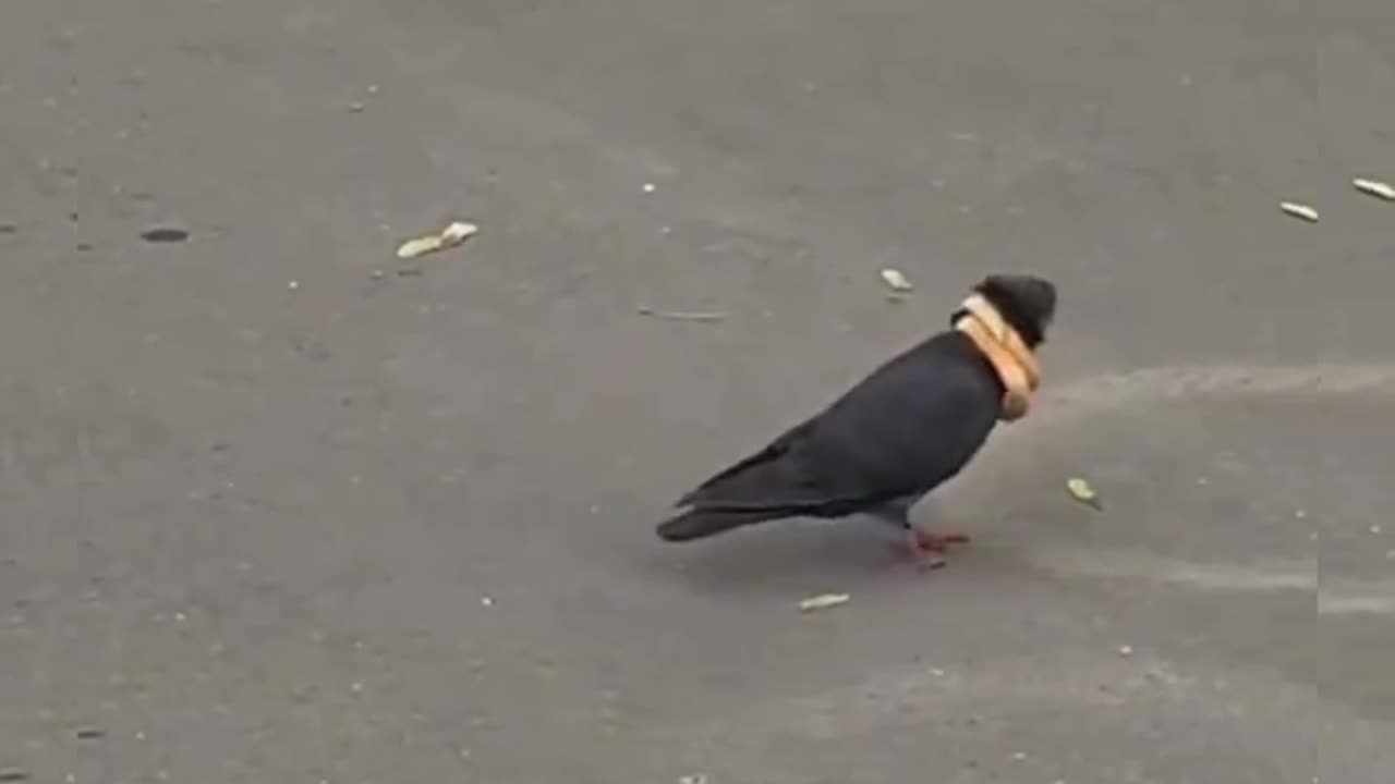 This bird puts its food on its head like a necklace.