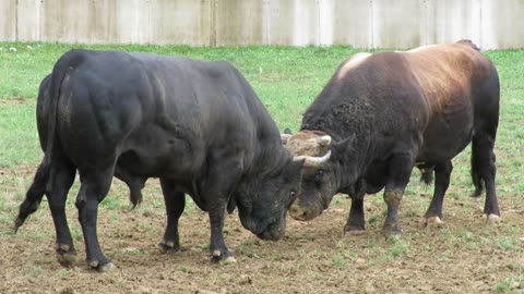 Ruško od Dva Kuma vs Tajkun od Kučukovića Kutanja 2025