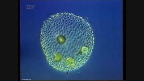 Unlocking Nature's Secrets: How Electrostatic Fields Revive Plant Hidden Genes! 🌱🎶Transforming Music