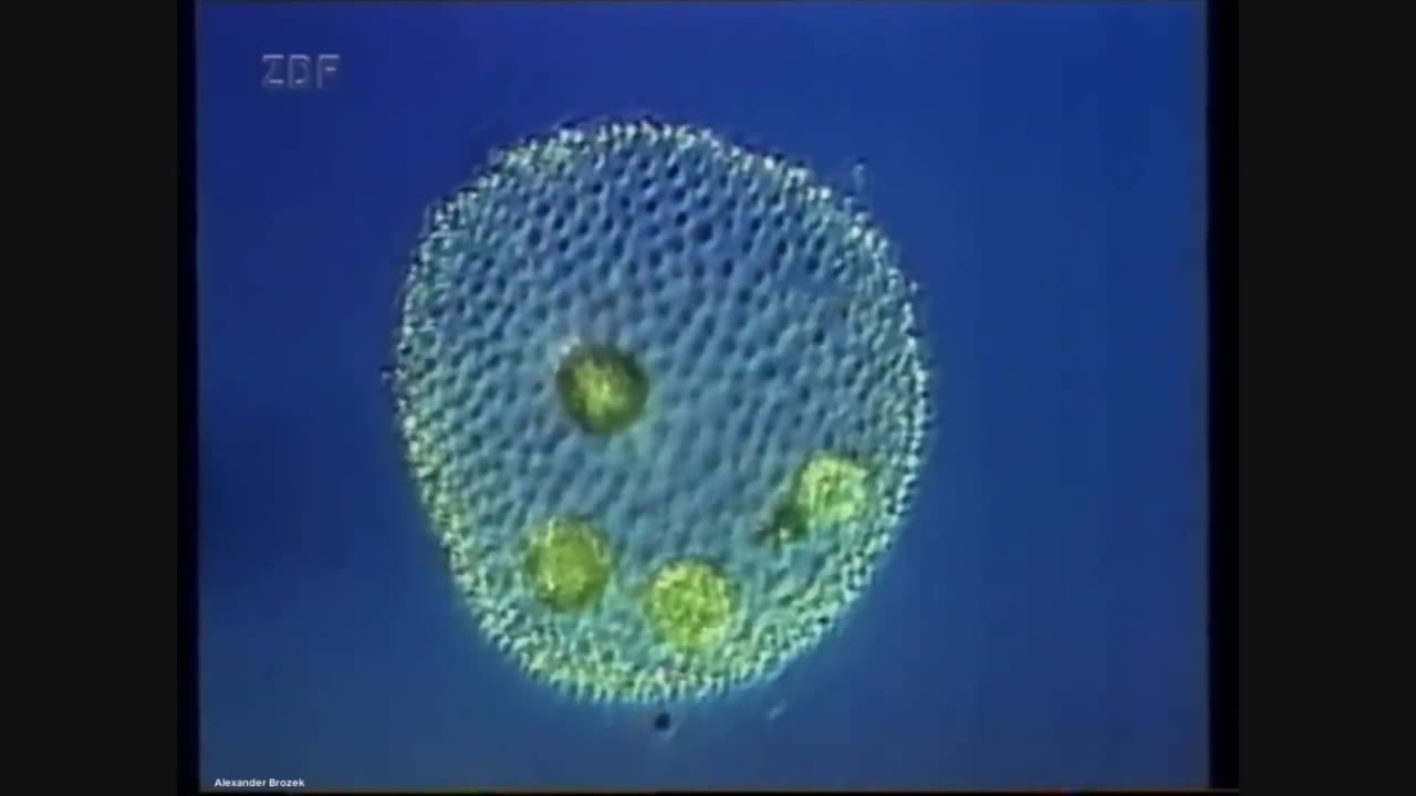 Unlocking Nature's Secrets: How Electrostatic Fields Revive Plant Hidden Genes! 🌱🎶Transforming Music