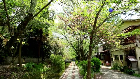 Japan’s Cherry Blossom Magic: Top 5 Sakura Spots You Must Visit #travel #explore #history