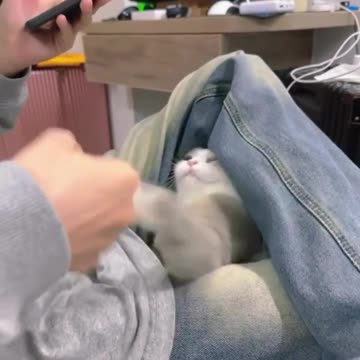 Smart, cute and beautiful cat friends 😻🌺😻😻😻🌺🌺😻🤣🤣🤣