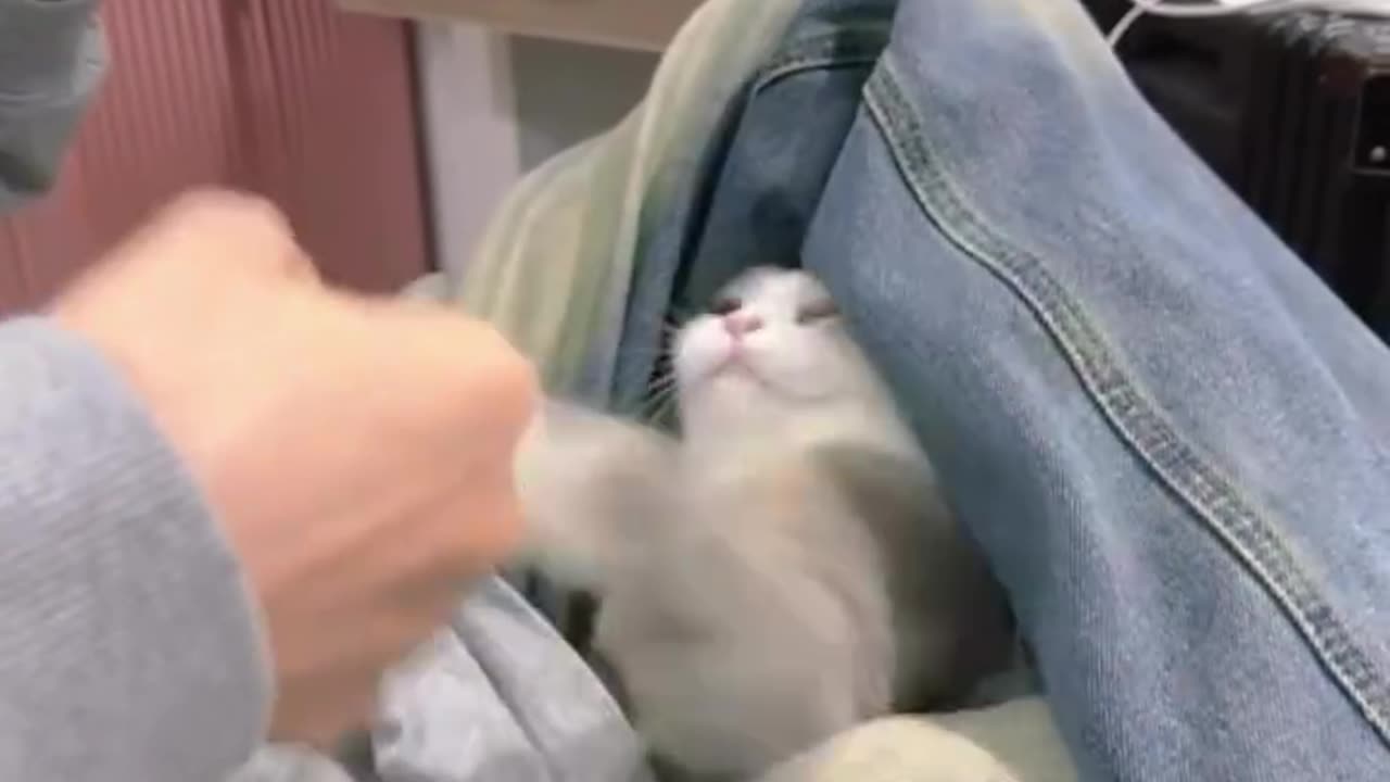 Smart, cute and beautiful cat friends 😻🌺😻😻😻🌺🌺😻🤣🤣🤣
