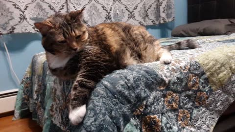 Cat on the Edge: Pure Relaxation—Paw Dangling, Vibes So Calm