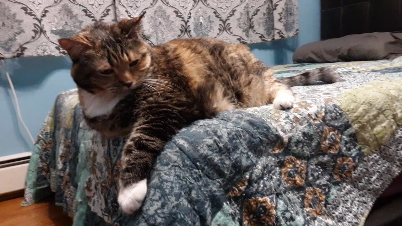 Cat on the Edge: Pure Relaxation—Paw Dangling, Vibes So Calm