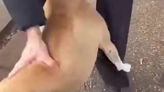 Must Watch: How to correct dominant dog. Dog training and psychology for aggress