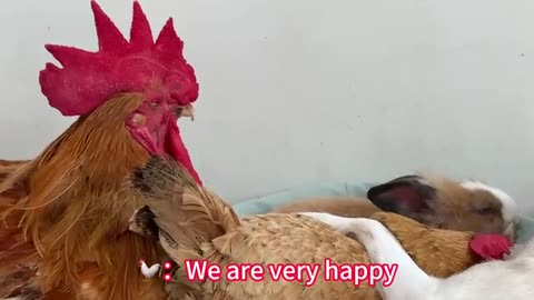 So funny! The rooster suspected his wife of cheating, but was eventually tamed by the puppy