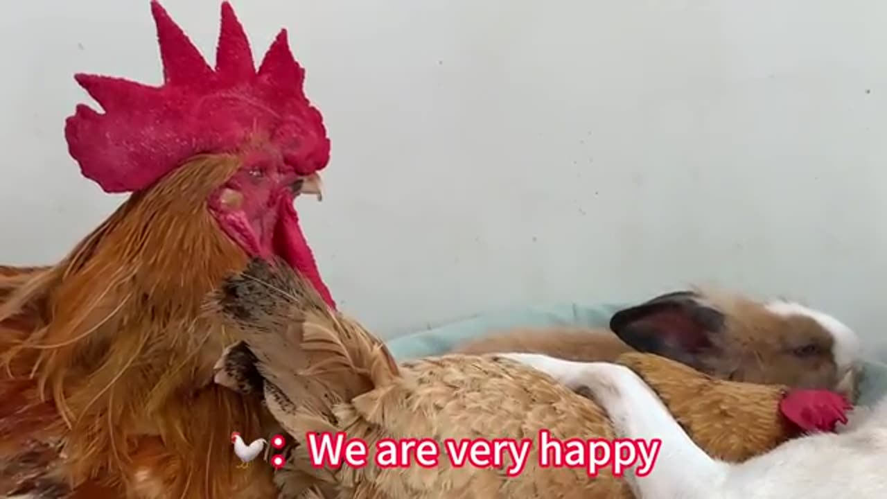 So funny! The rooster suspected his wife of cheating, but was eventually tamed by the puppy
