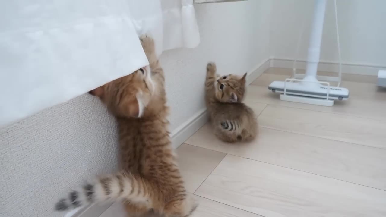 Cute, cats, funny, pets, amazing,