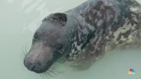 There’s Good News Tonight: lost seal reunion