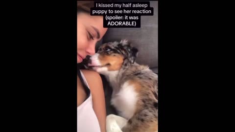 Quick Smile Clip: Love this - if you love dogs, clip of clips to feel good
