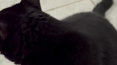 Cute Precious Piper Keeps An Eye on the Downstairs Office - My Adopted Shelter Cat Vlog. #shorts