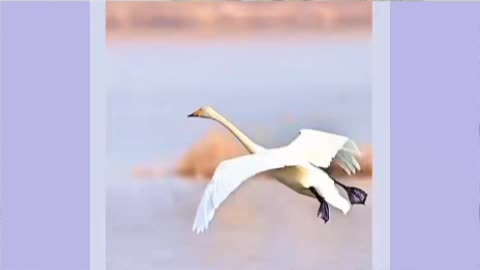 Great landing