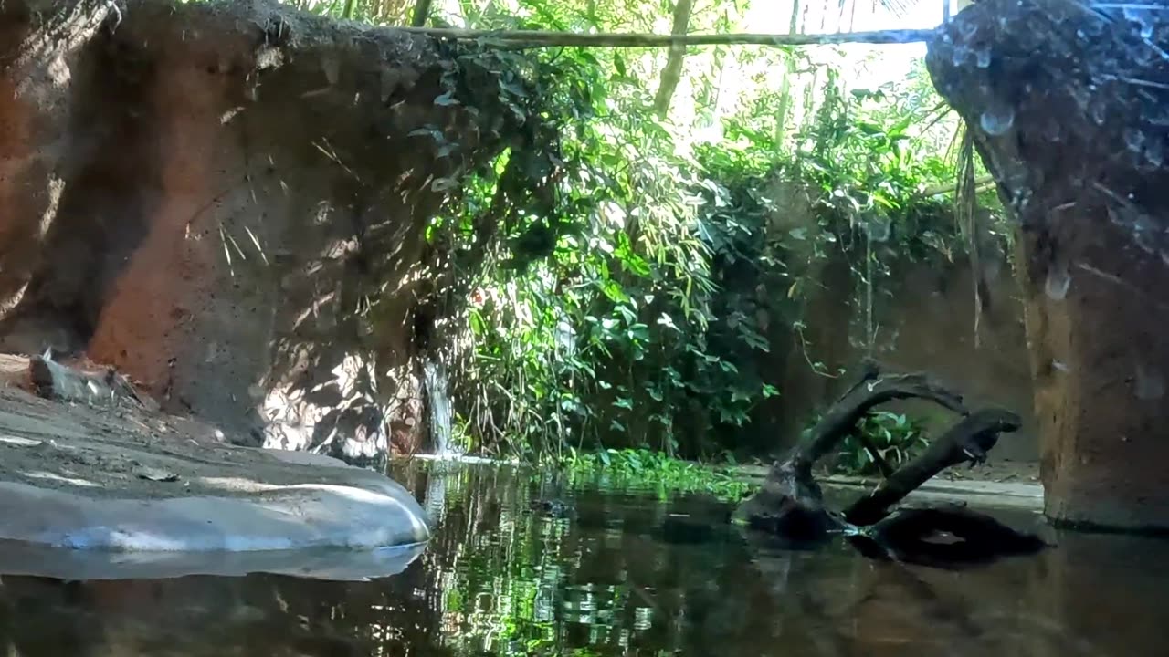 Crocodile at the San Diego Zoo