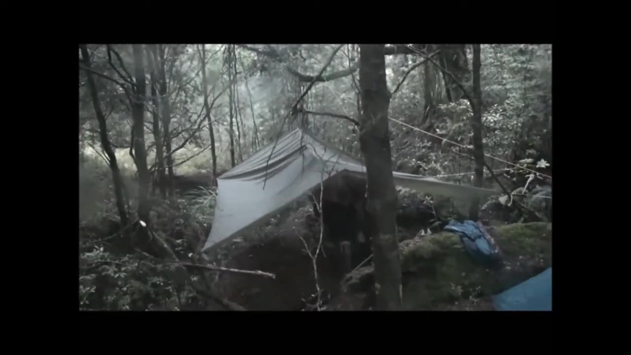 Sika hunt kaimanawas