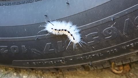 Hickory tussock moth caterpillar