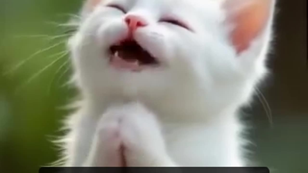 White Cat Praying (CC)