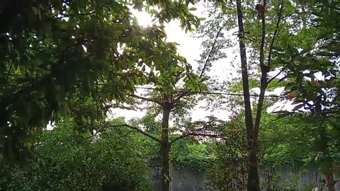 Exploring the Plants Around My Home