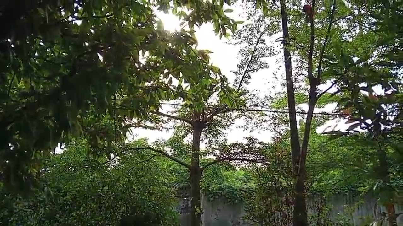 Exploring the Plants Around My Home